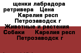 щенки лабрадора ретривера › Цена ­ 20 000 - Карелия респ., Петрозаводск г. Животные и растения » Собаки   . Карелия респ.,Петрозаводск г.